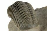2.3" Morocops Trilobite Fossil - Ofaten, Morocco - #197149-4